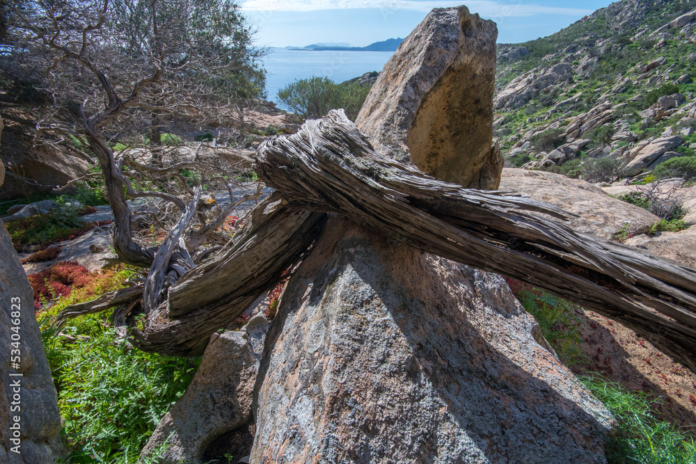 Juniperus phoenicea, ginepro fenicio