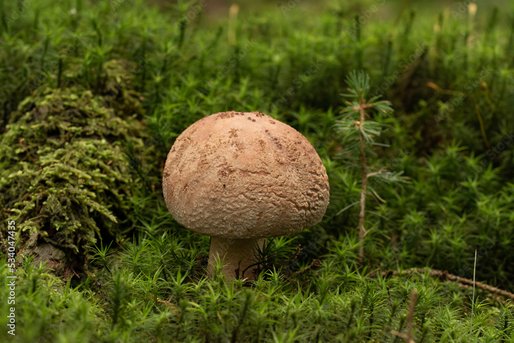 beautiful mushroom in the forest beautiful mushroom in the forest