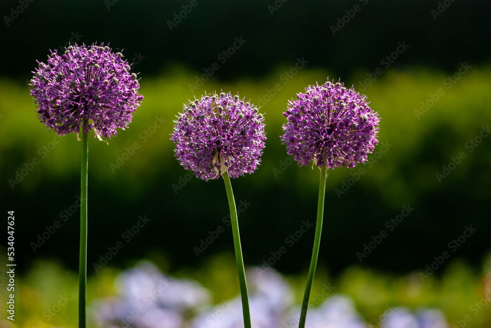 Obraz premium Giant Allium