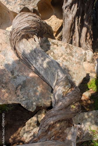 Juniperus phoenicea, ginepro fenicio