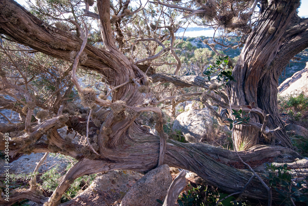 Juniperus phoenicea, ginepro fenicio Juniperus phoenicea, ginepro fenicio