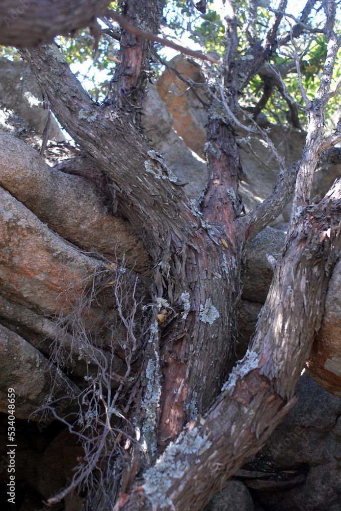 Obraz premium Juniperus phoenicea, ginepro fenicio