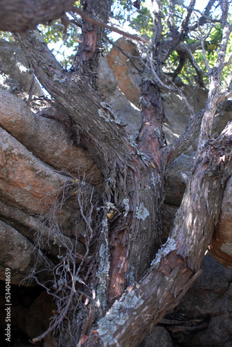 Juniperus phoenicea  ginepro fenicio