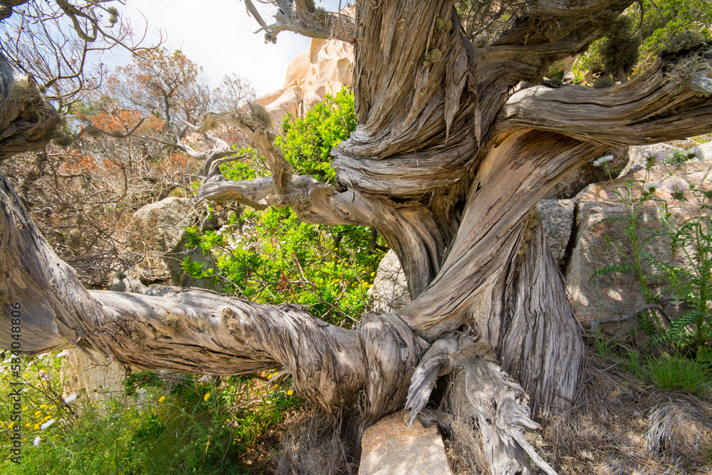 Fototapeta premium Juniperus phoenicea, ginepro fenicio