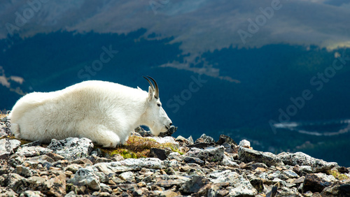A mountain goat laying down at the summit of Quandary Peak