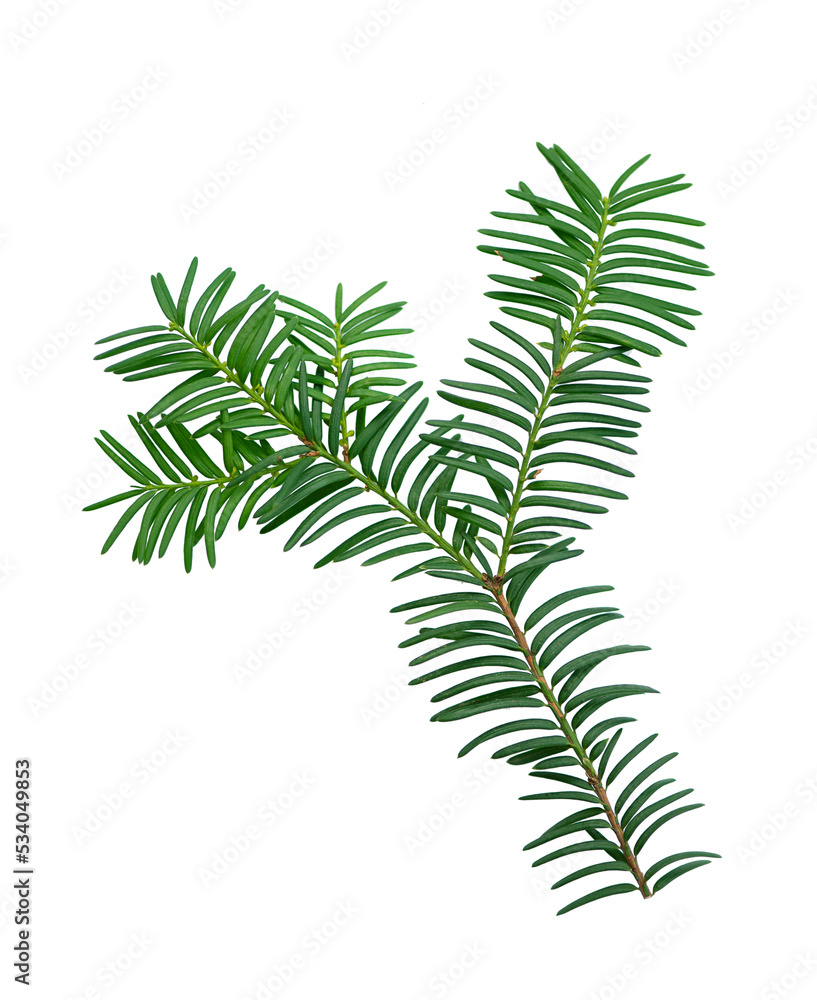Green yew branch isolated on white background Green yew branch isolated on white background