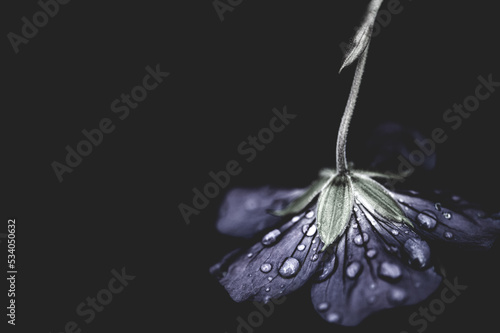 Autumn, September, rainy day, flower purple/blue with raindrops