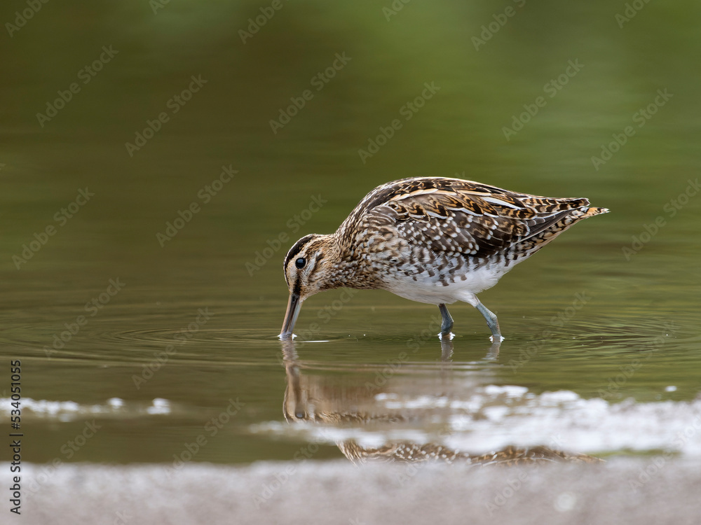 Common snipe, Gallinago gallinago Common snipe, Gallinago gallinago
