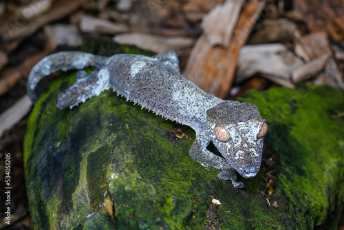 Satanic giant leaf-tailed gecko - Uroplatus fimbriatus - resting on moss covered rock  closeup detail