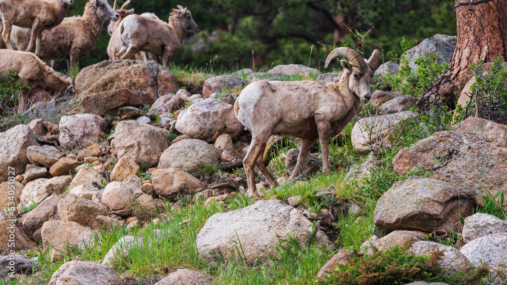 Fototapeta premium Rocky Mountain National Park