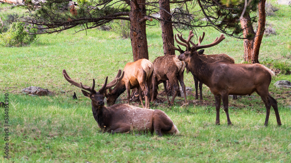 custom made wallpaper toronto digitalRocky Mountain National Park