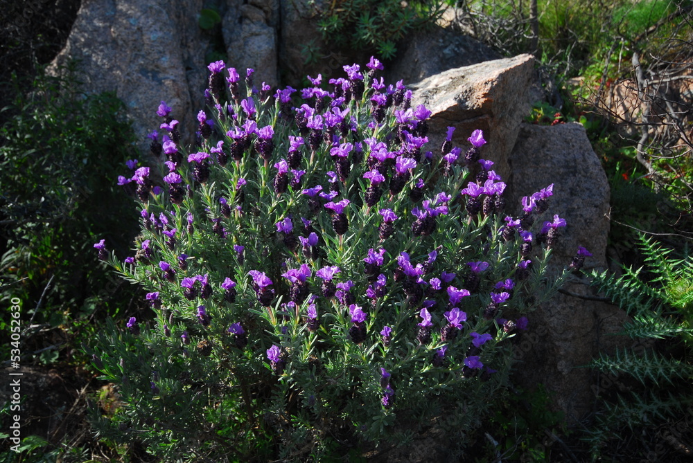 Obraz premium Lavanda selvatica, lavandula stoechas