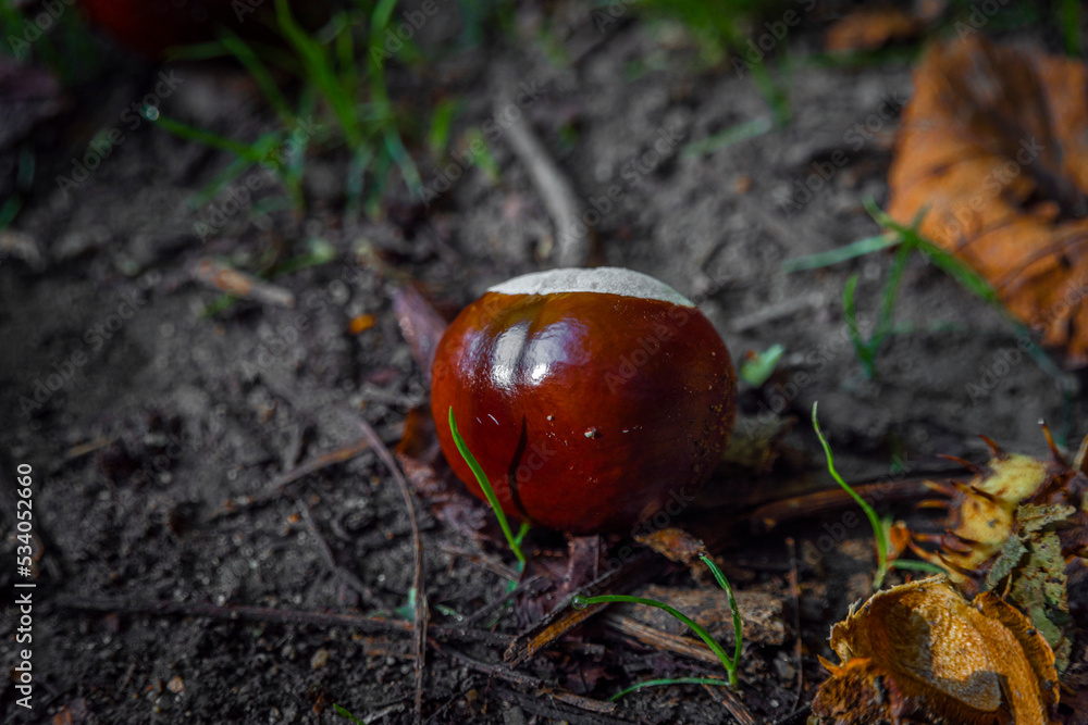 Chestnut on wet ground under trees in south Moravia forest Chestnut on wet ground under trees in south Moravia forest