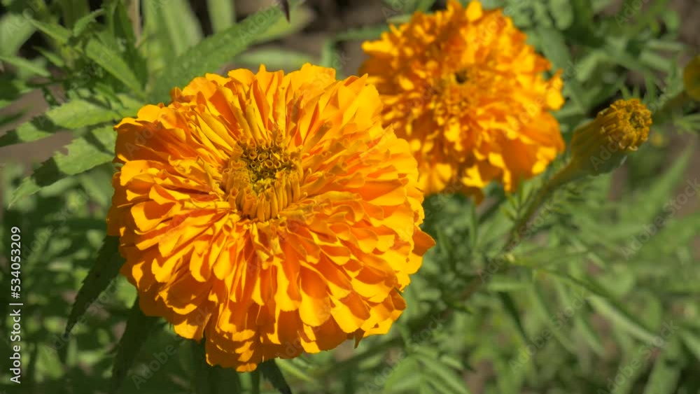 Traditional cempasuchil flower or flower of the dead Traditional cempasuchil flower or flower of the dead