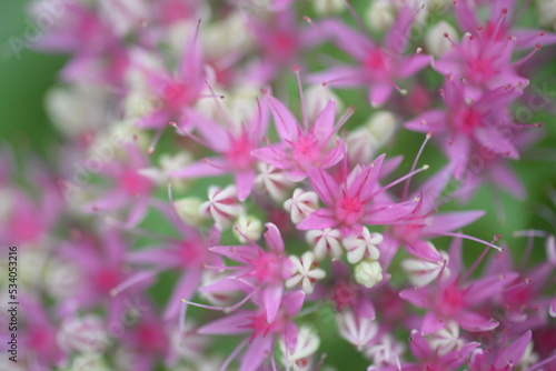 pink small sedum flowers Closeup on orpine flowers (Sedum telephium) blooming Sedum with raindrops, close -up with a blurred background. pink Sedum flowers as a natural background for the designer