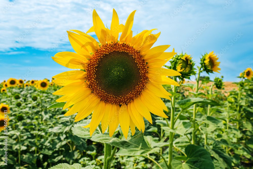 Sunflower field close-up. In the rays of the sun. Sunflower bloom. Sunflower field close-up. In the rays of the sun. Sunflower bloom.