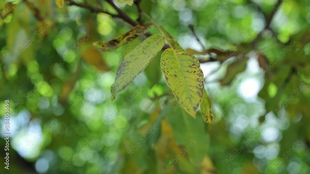 Walnut leaves sway in the wind. Green autumn leaves. The wind sways the tree branches Walnut leaves sway in the wind. Green autumn leaves. The wind sways the tree branches