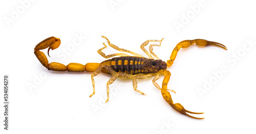 Wild adult Hentz Striped bark Scorpion - Centruroides hentzi isolated on white background.  Native of Florida. Stinger and pinchers visible © Chase D’Animulls