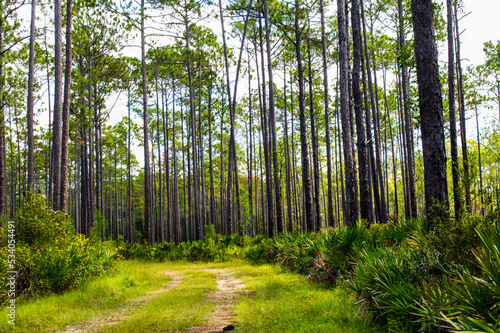Rugged path passing through remote longleaf pine habitat with saw palmetto regrowth photo