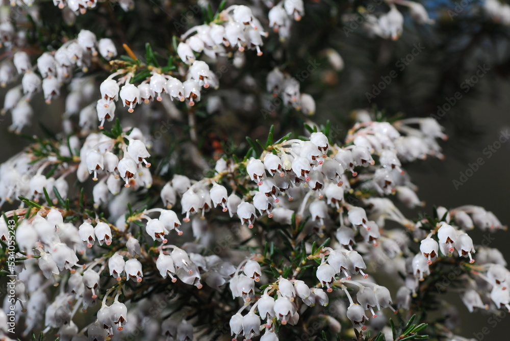 Φωτογραφία Erica arborea, scopa