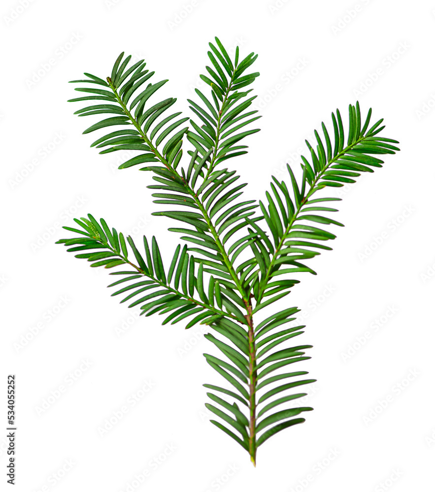 Green yew branch isolated on white background