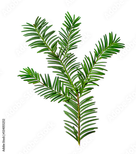 Green yew branch isolated on white background