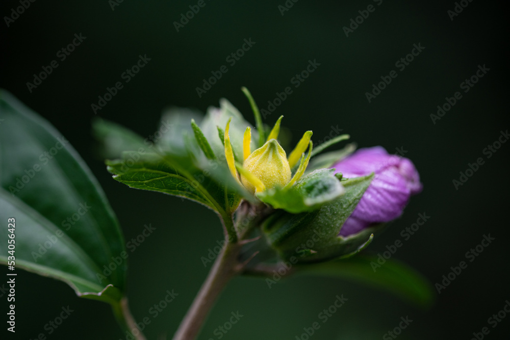 Fototapeta premium yelow bud and violet flower