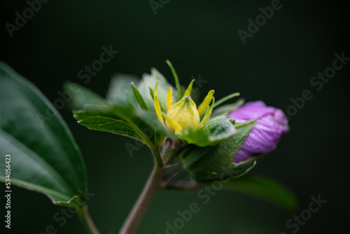 yelow bud and violet flower