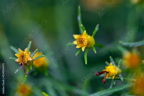 Yellow buds