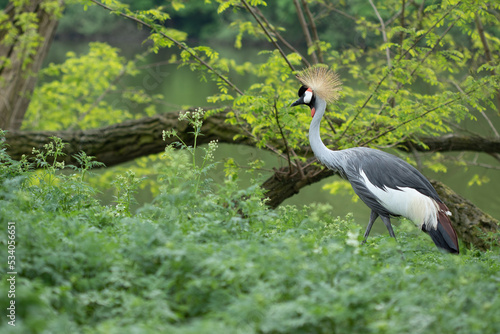 grey crowned crane in green bushes