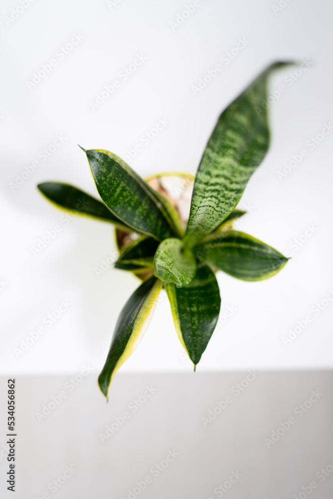 Sansevieria plant top view no green leaves Sansevieria plant top view no green leaves