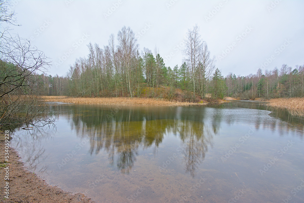 Bog with reed and trees reflecting in the water in Harku forest in Tallinn ,Estonia 