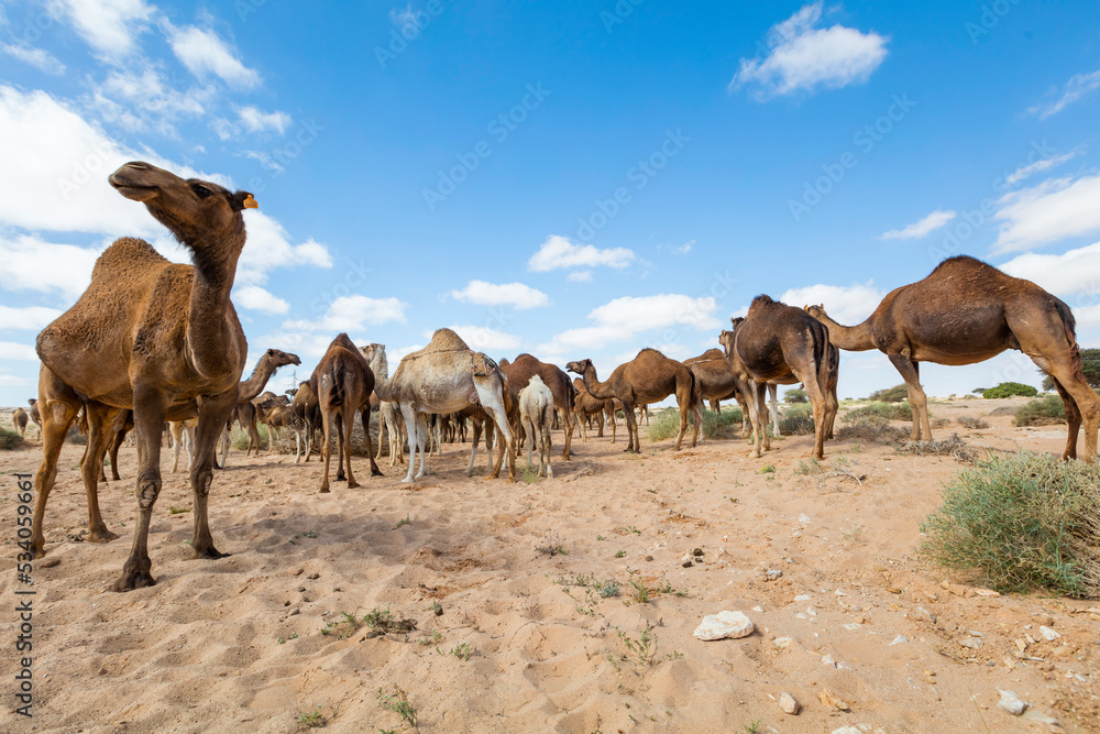 Herd of camels on moroccan sahara, Camels in the moroccan desert Herd of camels on moroccan sahara, Camels in the moroccan desert