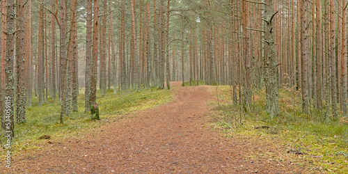 Hiking trail along pine trees in Pirita forest, Tallinn, Estonia 