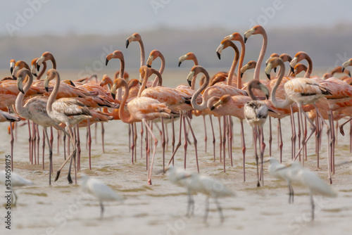American flamingos - Phoenicopterus ruber - wading in water. Photo from Santuario de fauna y flora los flamencos in Colombia.	