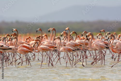 Photos American flamingos - Phoenicopterus ruber - wading in water
