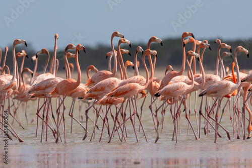 Flock of american flamingos - Phoenicopterus ruber - wading in water. Photo from Santuario de fauna y flora los flamencos in Colombia.