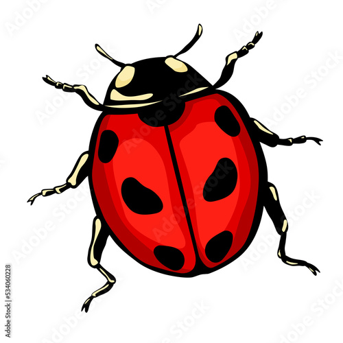 Colored Ladybug. PNG illustration. © Iryna
