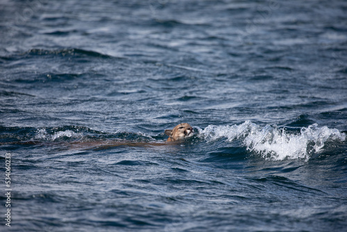 Cougar or mountain lion found swimming across Chancellor Channel before coming into Johnstone Strait in British Columbia waters