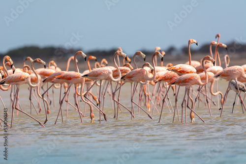 American flamingos - Phoenicopterus ruber - wading in water. Photo from Santuario de fauna y flora los flamencos in Colombia.