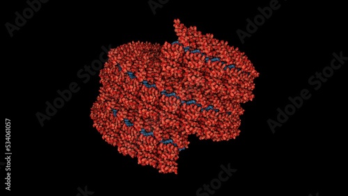Ebola virus nucleoprotein-RNA complex. The Ebola nucleoprotein wraps around the RNA, creating a helical complex.
 photo