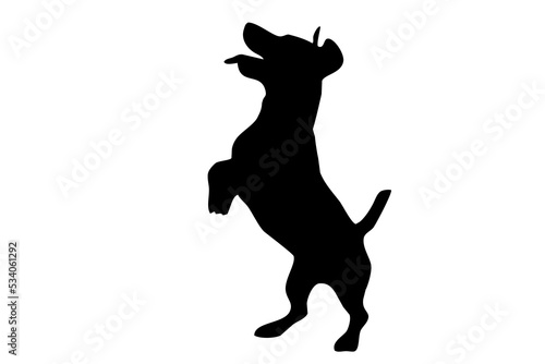 Silhouette of the body of jack Russell sitting on the side