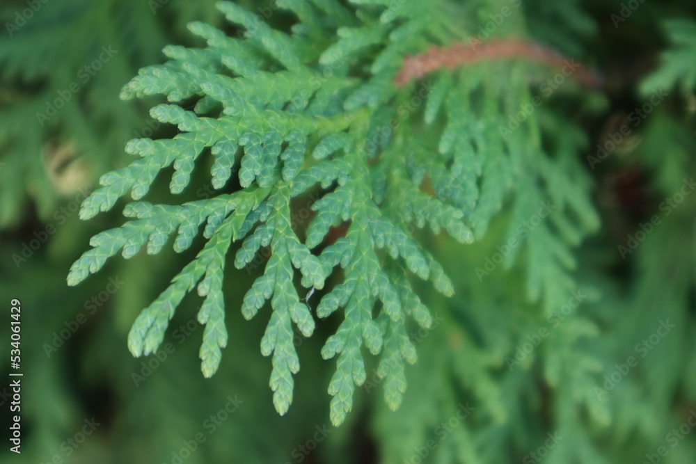 Fototapeta premium close up of fern leaf