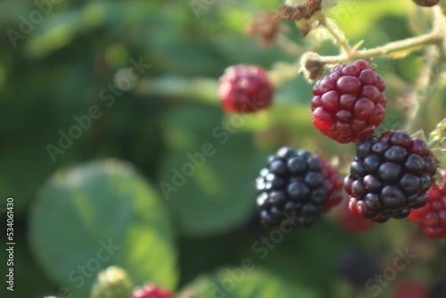 blackberry bush in garden close up