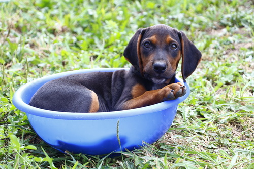 Slika na platnu Puppy in washbowl