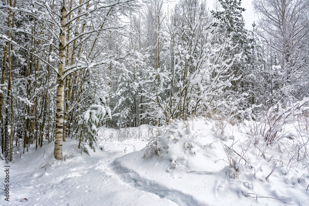 Snowy mixed forest in the month of December on a cloudy day. Snowy mixed forest in the month of December on a cloudy day.