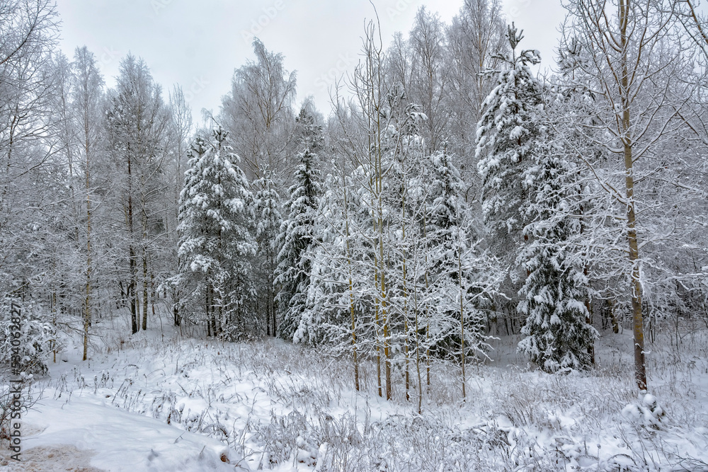 Snowy mixed forest in the month of December on a cloudy day. Snowy mixed forest in the month of December on a cloudy day.