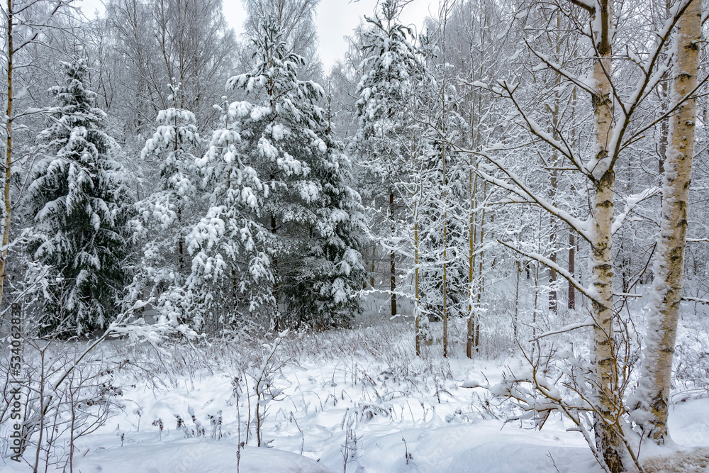 Snowy mixed forest in the month of December on a cloudy day. Snowy mixed forest in the month of December on a cloudy day.