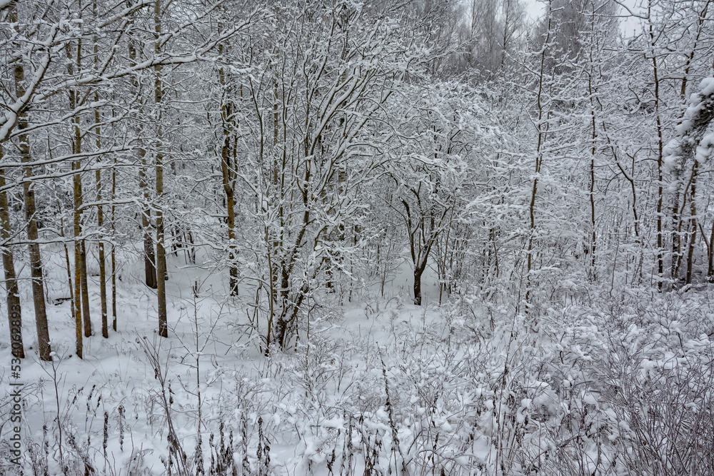 Snowy mixed forest in the month of December on a cloudy day. Snowy mixed forest in the month of December on a cloudy day.