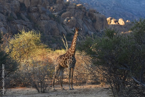 Afrikanische Steppengiraffe  giraffa camelopardalis  im Erongo Gebirge in Namibia. 